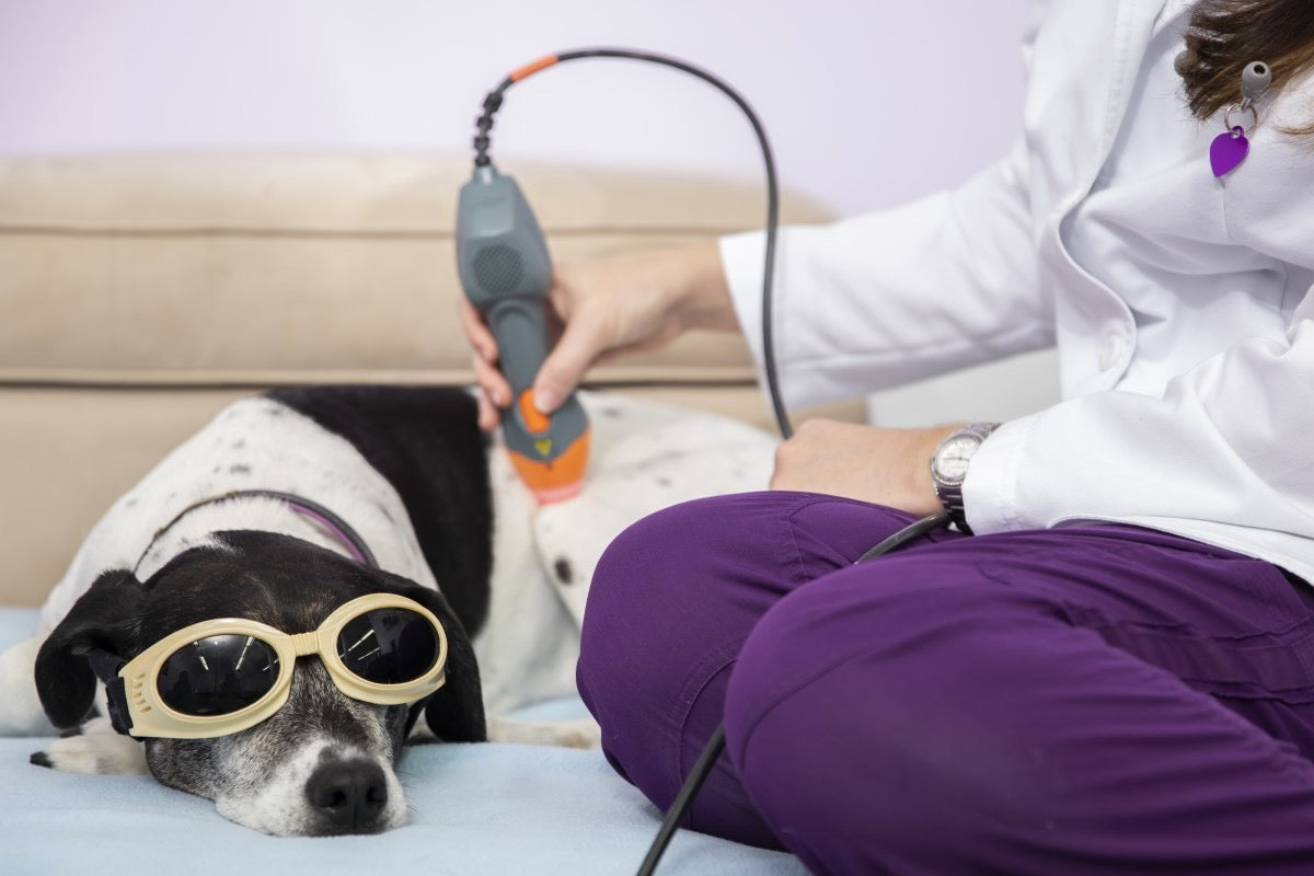 laser therapy for dog