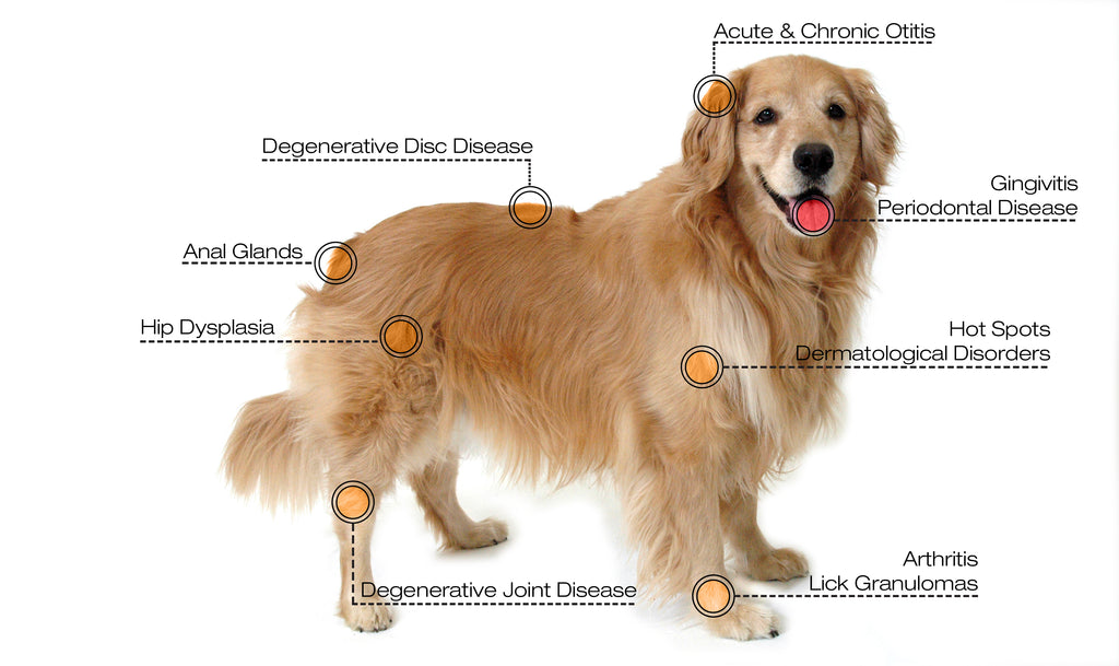 Laser Therapy for Dog What You Should Know?