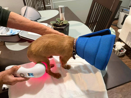 Laser Therapy for Dog Luxating Patella: A Domer Laser Review