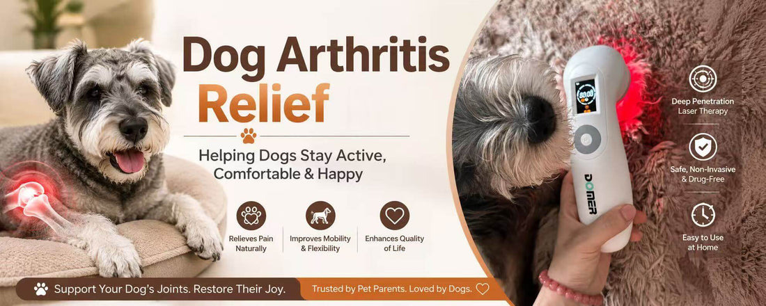 Laser therapy for dog arthritis