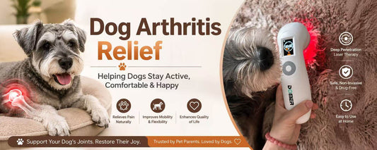 Laser therapy for dog arthritis