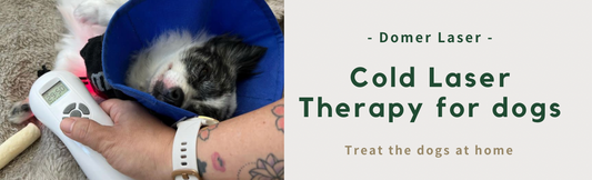 cold laser therapy for dogs
