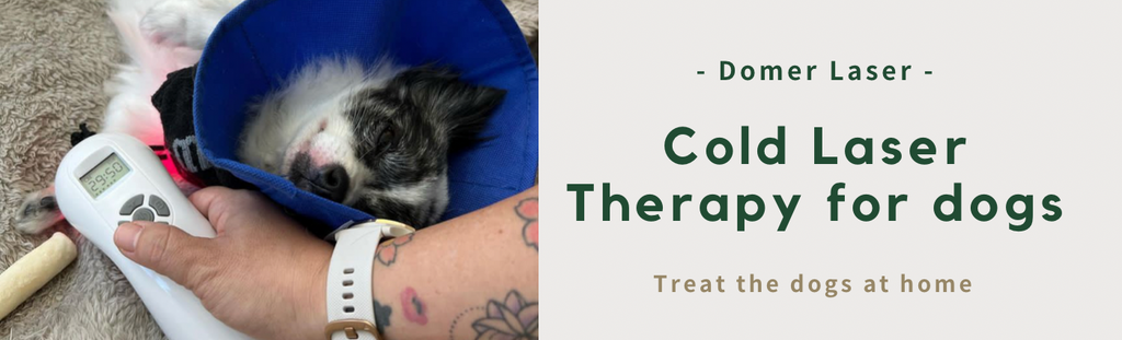 Laser Therapy for Dogs: A Comprehensive Guide