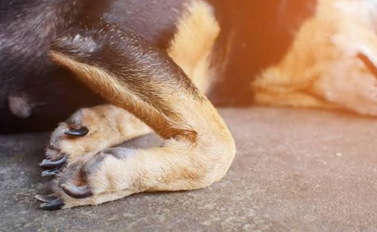 Dog Arthritis: How Cold Laser Therapy May Help Your Dog Move More Comfortably