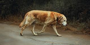 Laser Therapy For Dog Arthritis: At-Home Care For Stiff Joints