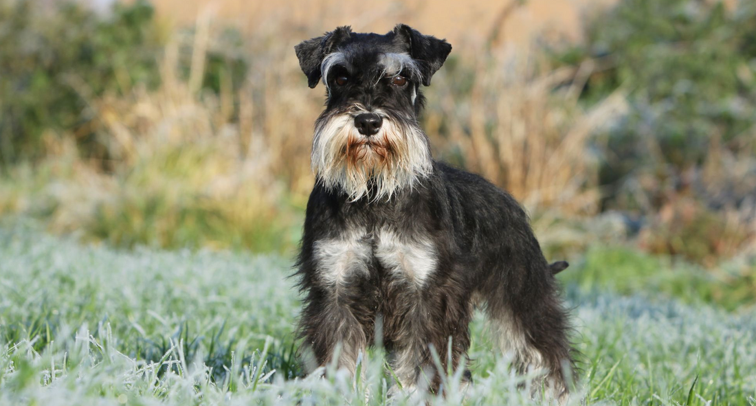 laser therapy for Dog with Arthritis