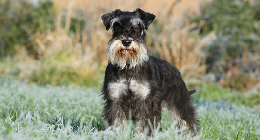 laser therapy for Dog with Arthritis