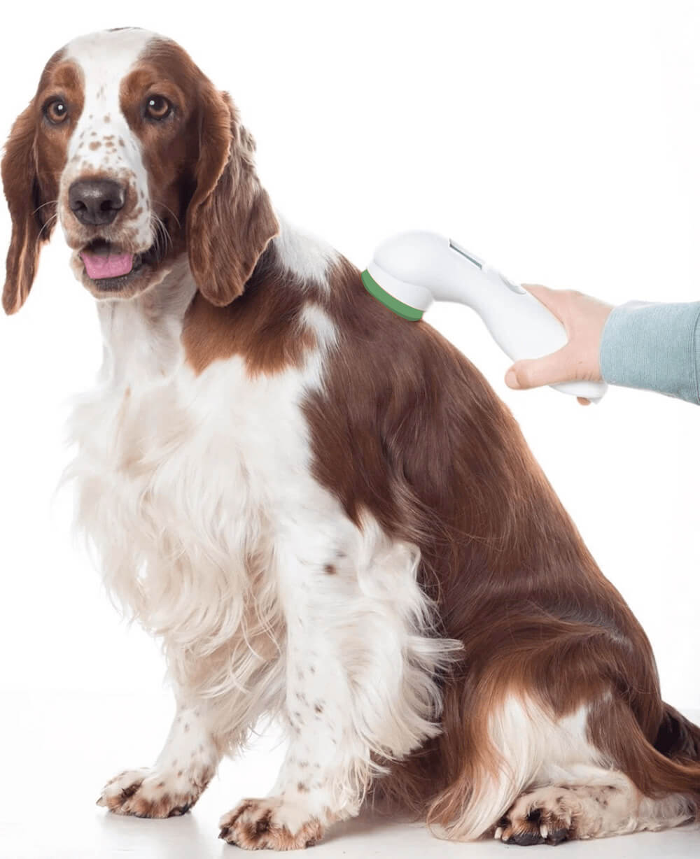 laser therapy for dogs
