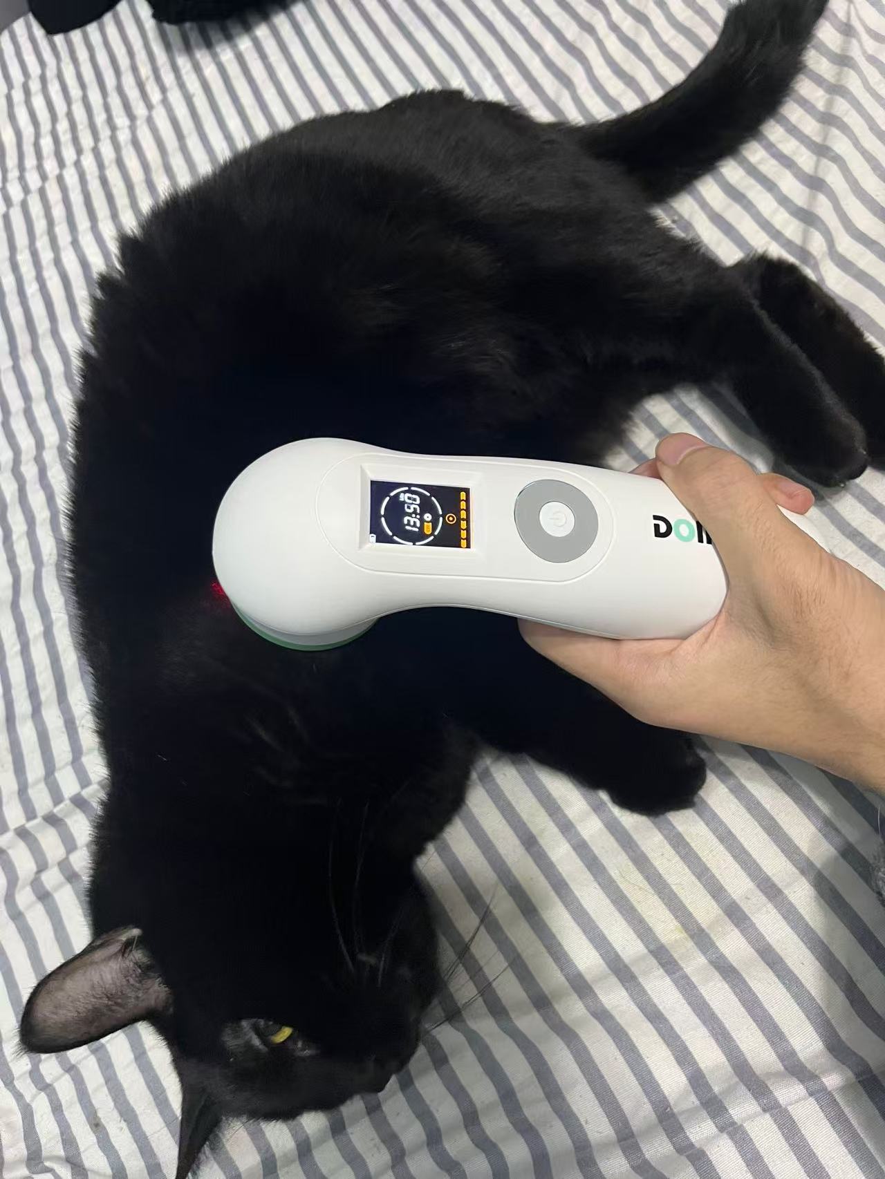 Cold Laser Therapy Device: 1300mW GaAlAs Class 3B Laser for Dogs, Horses, and People（Advanced Laser Therapy (LLLT) for Pain Relief）