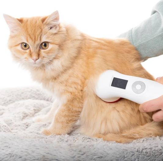 laser therapy for cat