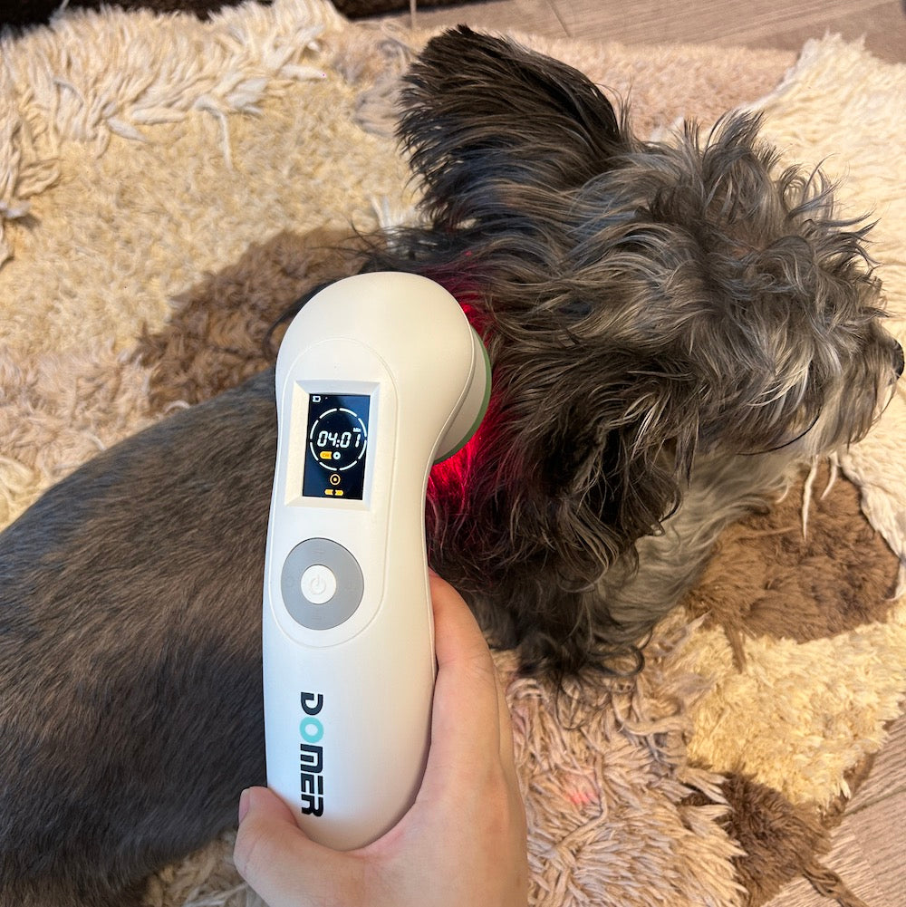 cold laser therapy for dogs