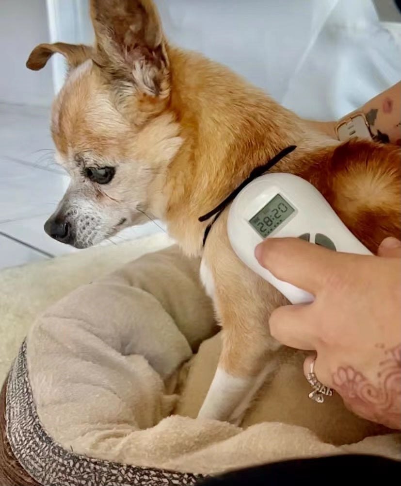 laser therapy for dog