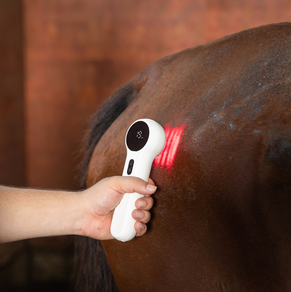 Laser therapy for horse