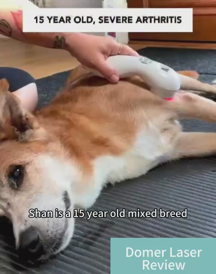 laser therapy for dogs