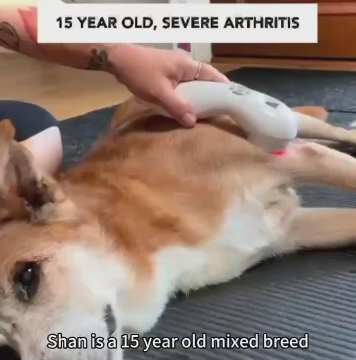Cold Laser therapy for dogs