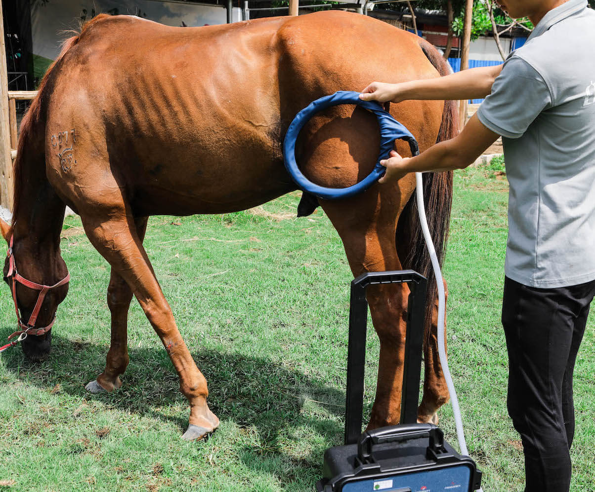 PMST Loop PEMF Pulse Electromagnetic Therapy for Animals